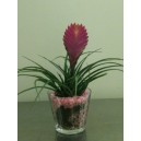 Tillandsia