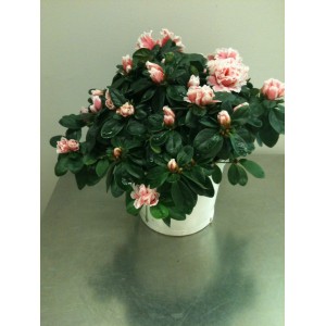 Azalea