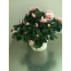 Azalea