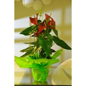 Planta d&acute;anthurium