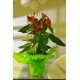 Planta d´anthurium