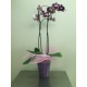 Planta d´orquídia
